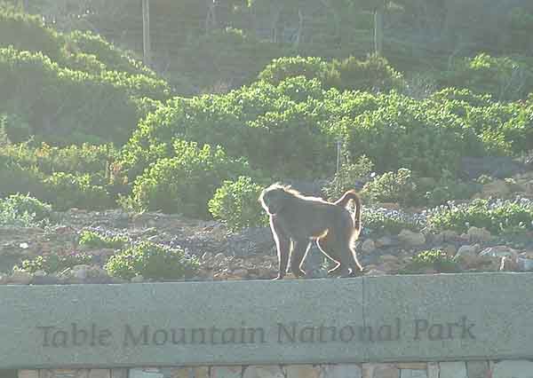   Baboon 