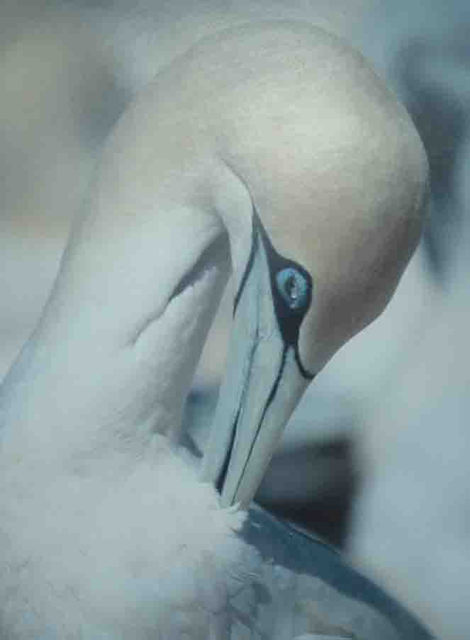 gannet
