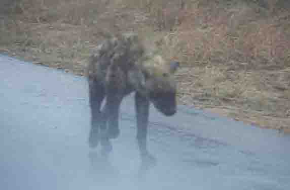 Hyena