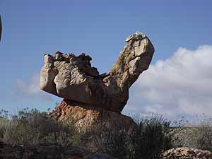 Ostrich 
