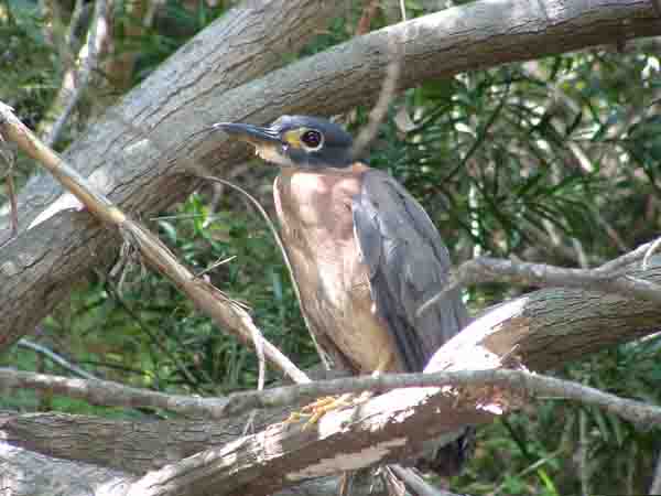 White backed night heron