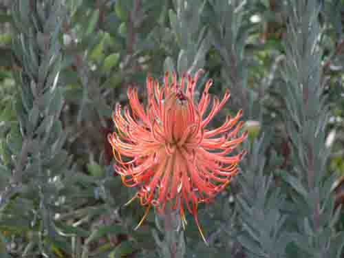  protea