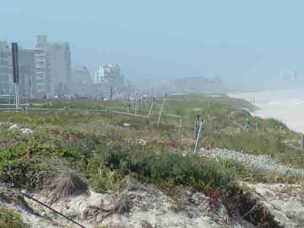    Dunes along the Milnerton coastline