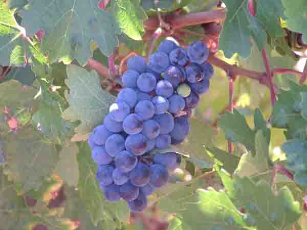 Nederburg grapes 