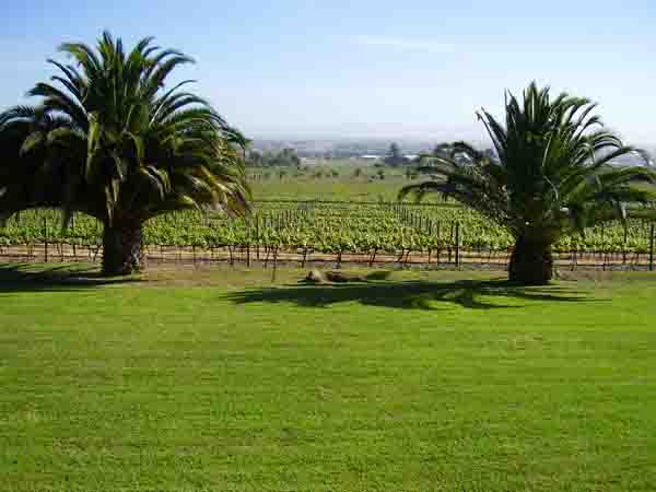 View from Saxenburg Estate 