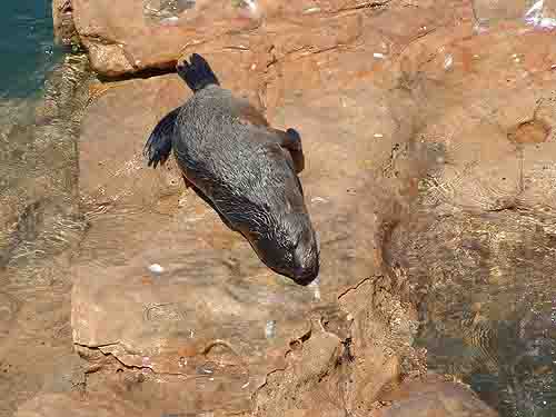 Seal Pup
