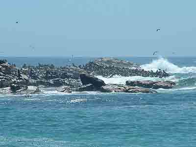 Seal Colony