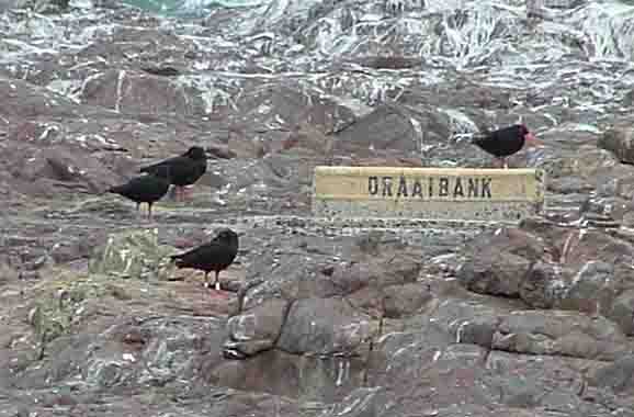  African Black Oyster catchers