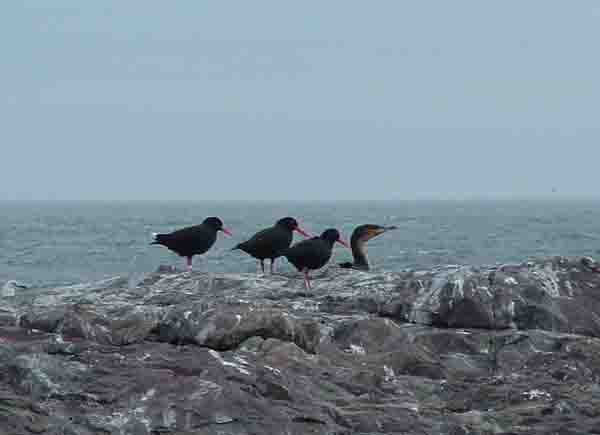  African Black Oyster catchers
