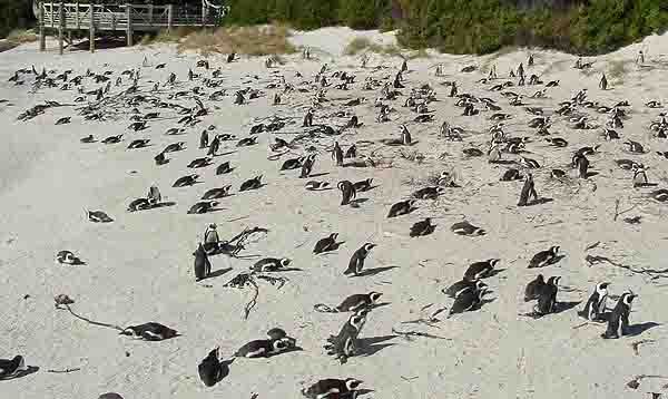 Penguins of the Boulders colony