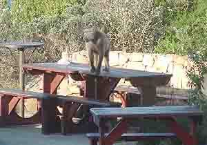  Baboon