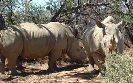  White Rhino