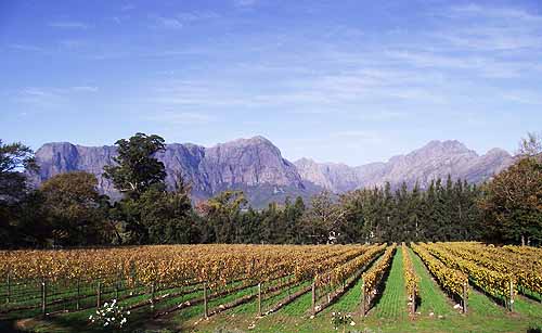  Thelema Wine Cape Town