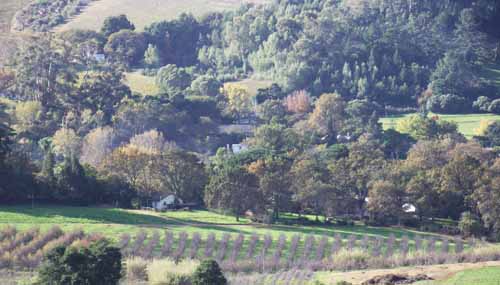 Thelema Wine Cape Town